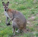 Red Necked Wallaby - Note: copyright owner unknown