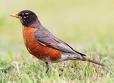 Robin - Note: copyright owner unknown