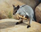 Rock Wallaby