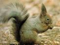 Rodent