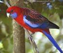 Rosella