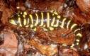 Salamander