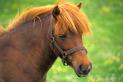 Shetland Pony