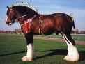 Shire Horse - Note: copyright owner unknown