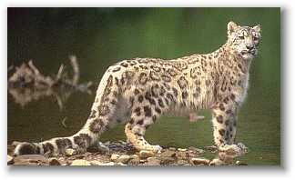 snowleopard