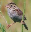 sparrow