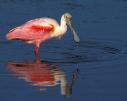 Spoonbill - Note: copyright owner unknown