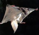 Sugar Glider
