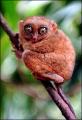 Tarsier - Note: copyright owner unknown
