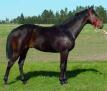 Thoroughbred Horse - Note: copyright owner unknown