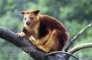 Tree Kangaroo