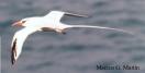 Tropicbird - Note: copyright owner unknown