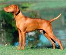 Vizsla
