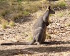 wallaby