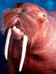 Walrus - Note: copyright owner unknown