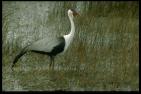 wattledcrane - Note: copyright owner unknown