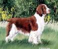 Welsh Springer Spaniel