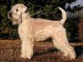 Wheaten Terrier