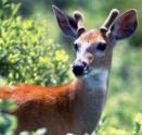 White Tailed Deer - Note: copyright owner unknown