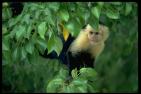 White Faced Monkey - Note: copyright owner unknown