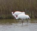 whoopingcrane - Note: copyright owner unknown