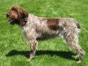 Wire Haired Pointing Griffon