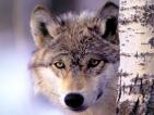 coyote - Note: copyright owner unknown