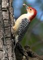 woodpecker