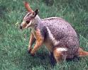 Yellow Footed Wallaby